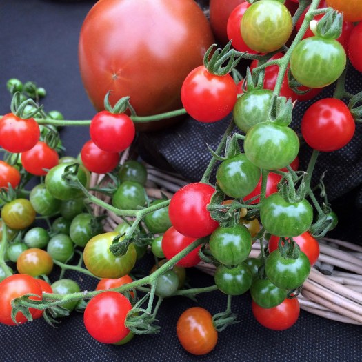 Tiny tomatoes on the vine with a larger tomato for scale