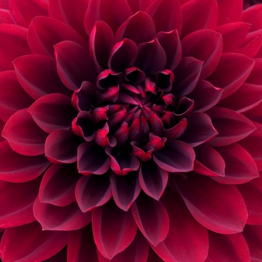 Close up of the petals in the centre of a crimson dahlia