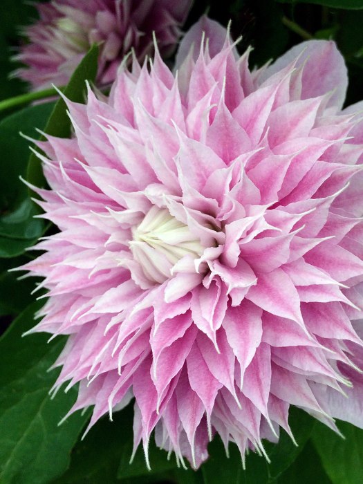 Side view of a very double clematis, with pointed petals