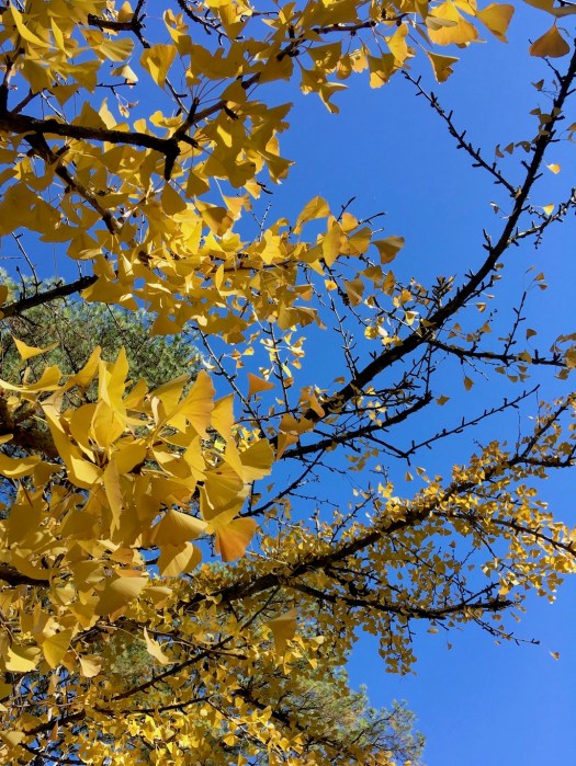 Branches of golden leaves against a blue sky