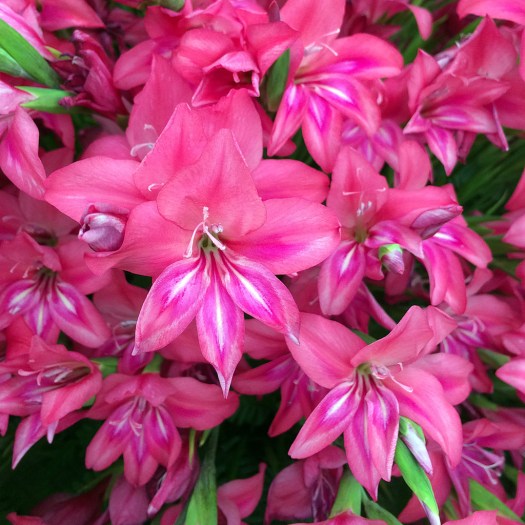 Cluster of brightly coloured gladiolus flowers