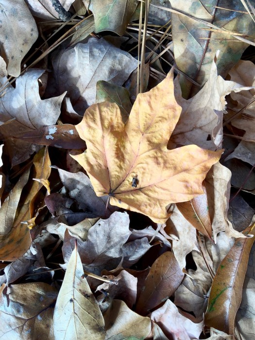 Gold leaf on top of a pile of silvery-brown ones