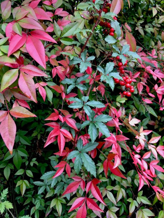 Green leaves, coloured bright red in places