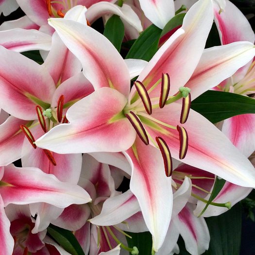 White lilies with a red flush down the centre of each petal