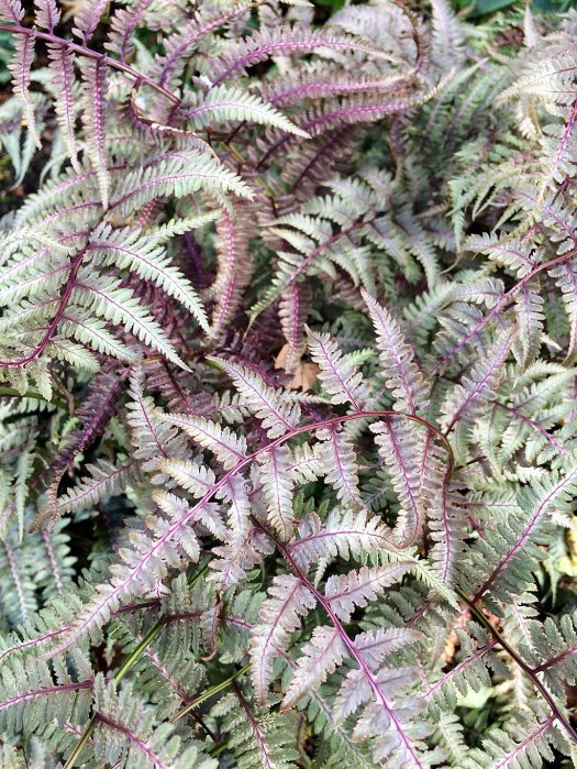 Fern with silver and burgundy fronds