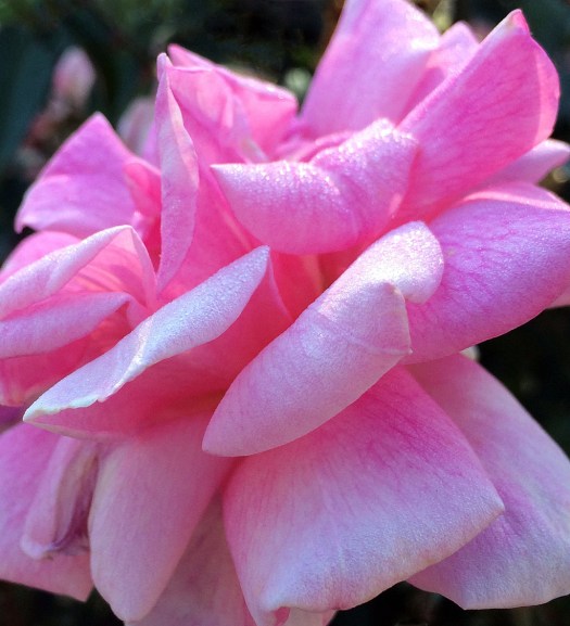 A rose, petals covered with dew that shines in the sunlight