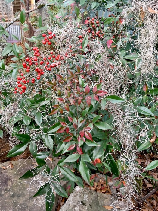 Spanish moss draped over a shrub