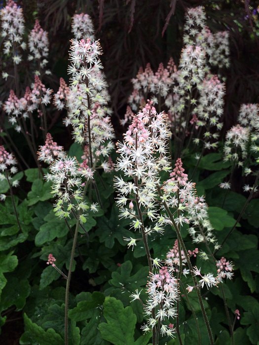 Spikes of starry white flowers topped with pink buds