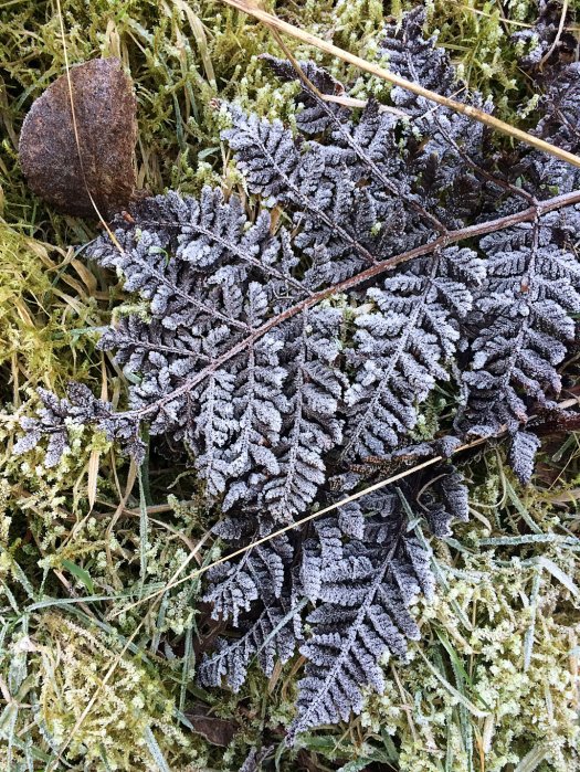 Frost-covered fern lying on moss