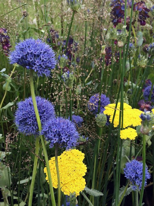 Blue and yellow flowers growing amongst grass