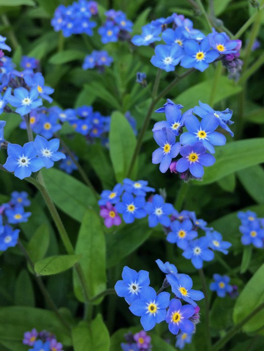 Blue forget-me-not flowers with yellow eyes
