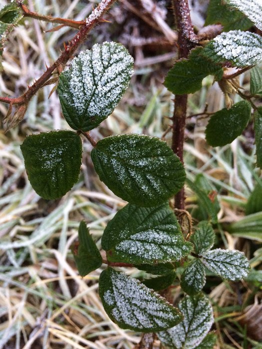 Bramble hanging down, its leaves covered in frost