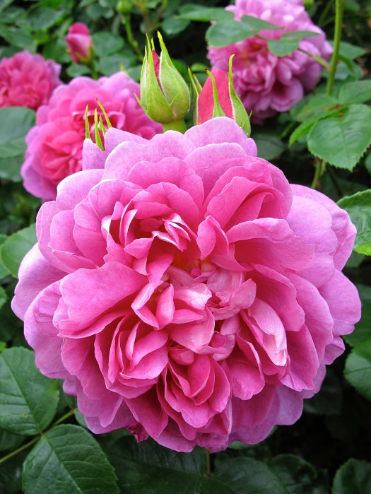 Pink 'Princess Anne' rose with buds