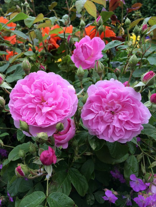 Pink roses with poppies and geraniums