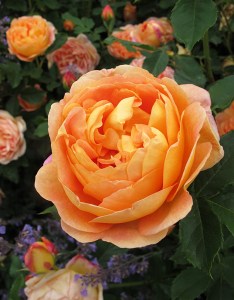 Rich golden-apricot roses with catmint