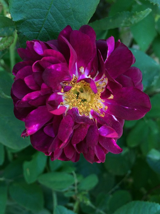 A semi-double dark crimson rose with golden stamens