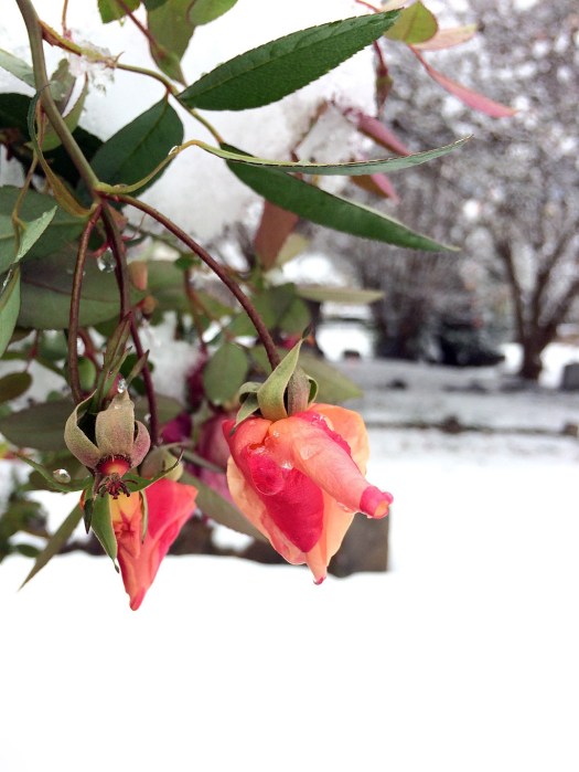 Pointed orange rose buds in snow covered cemetery