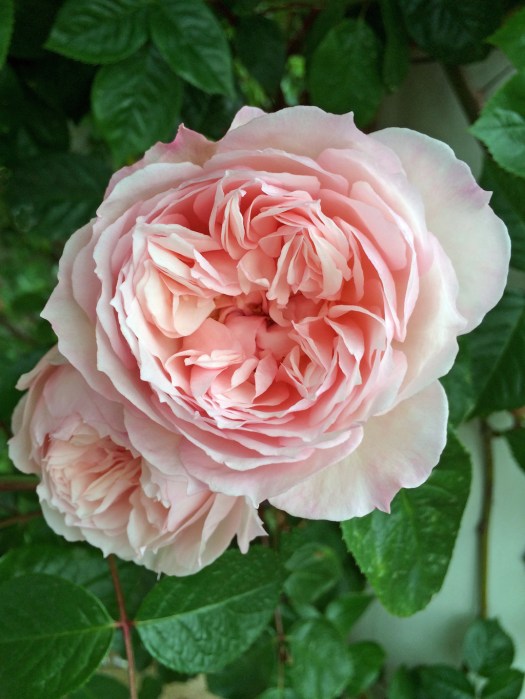 Pale pink rose with many petals