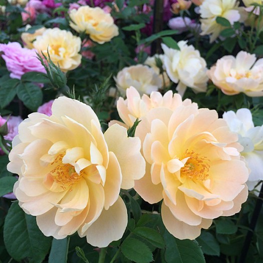 'The Lark Ascending' roses