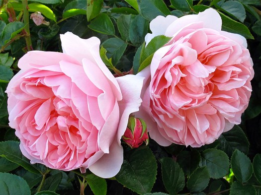 Wildeve rose have pink rosette flowers