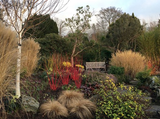 Wooden bench amongst winter plants and grasses