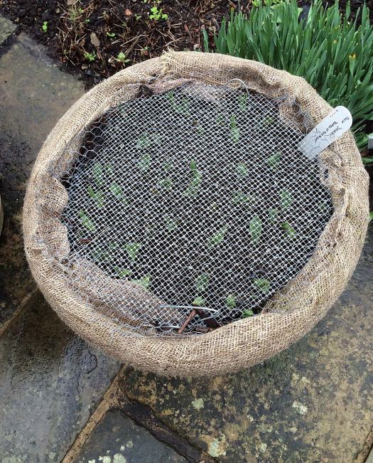 Overhead view of a pot protected from the frost