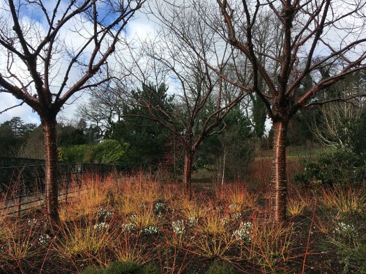Three cherry trees with shiny reddish trunks