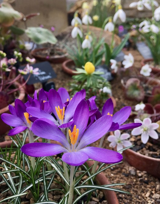 Crocus in the foreground with other flowers in small pots sunk into sand