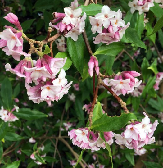 Clusters of white flowers opening from pink buds