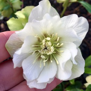 White double hellebore with greenish centre, freckled red