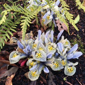 Iris with yellow flush, striped blue