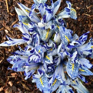 Mass of white irises with delft blue markings and yellow stripe