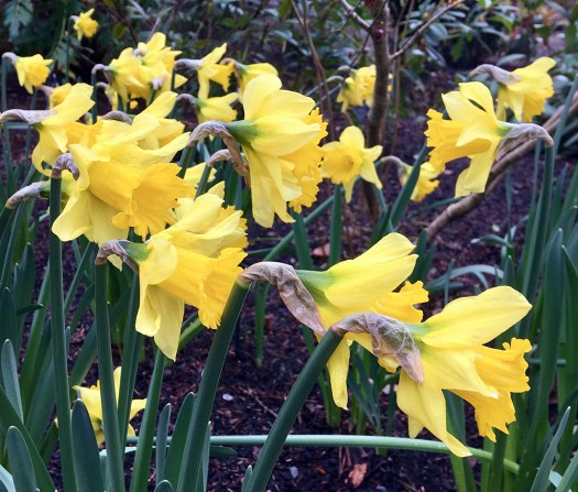Yellow daffodils