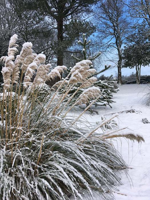 Tall grass with a covering of snow