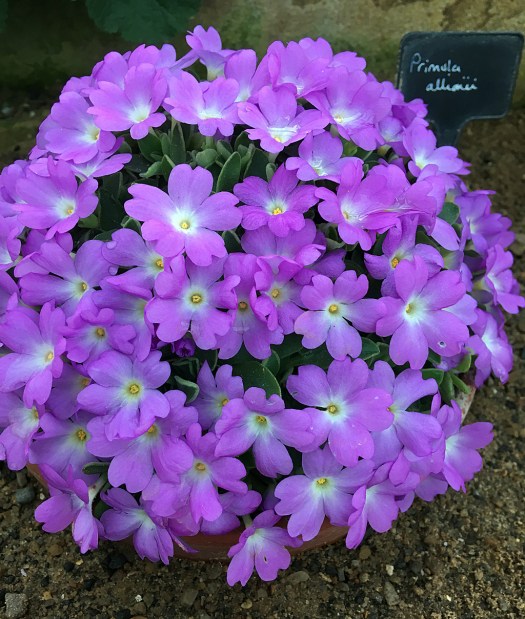 A small primula covered in a mound of flowers