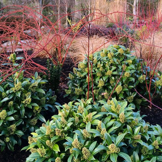 Skimmia with grasses and red twiggy plants
