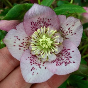 Pale pink hellebore with pretty ruff and darker speckling