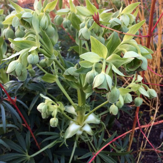 Hellebore with panicles of green, droopy flowers