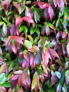 Leafy vine with bright green leaves, coloured bold red in places