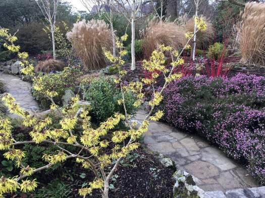 Yellow witch hazel in a garden with tall grasses, dogwoods and heather