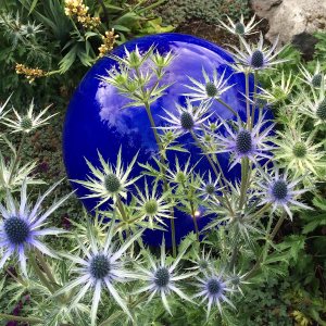 Blue glass orb makes a backdrop for spiky eryngium