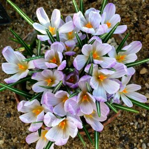 Clay pot filled with pale purple flowers, with slender, striped leaves