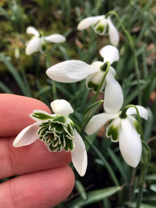 Looking inside the inner segments of a double 'Dionysus' snowdrop