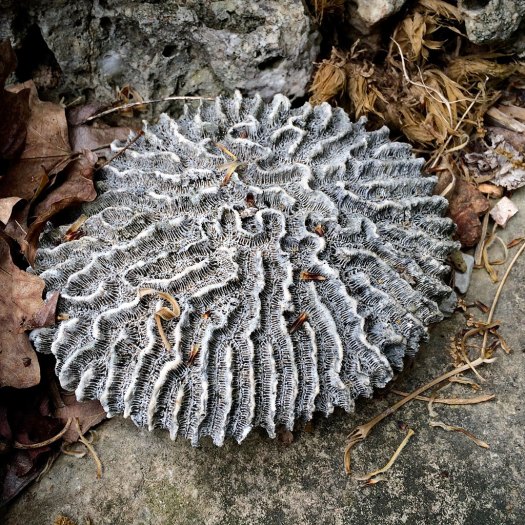 Flat, round stone with wavy ridges and toothed effect