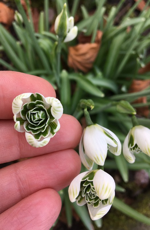 Galanthus 'Jaquenetta' with foliage and buds
