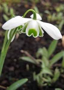A double snowdrop with bold markings