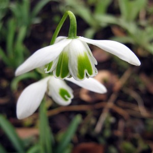 A double snowdrop with distinctive green markings