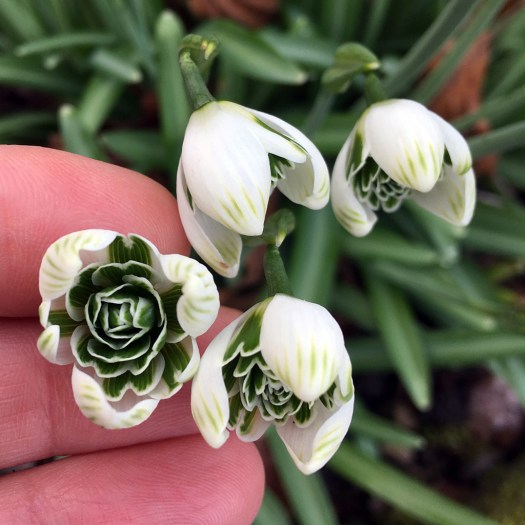 Four double snowdrops, one lifted up to show the centre