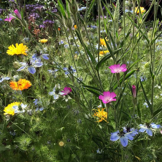 Ferny foliage of love-in-a-mist catches the light