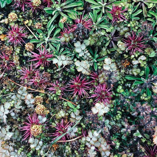 Small spiky, leafy plants with green, grey and purple leaves
